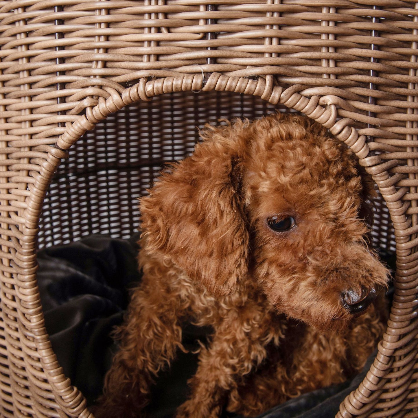 Cane Woven Cat Kennel, Pet Bed, Cat Supplies, Removable and Washable Pet Warm Nest, Knitting Crafts In Summer