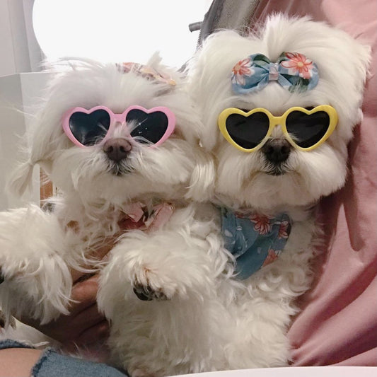 Creative Love Pet Dog Cat Creative Sunglasses Sun Glasses with Accessories Photo