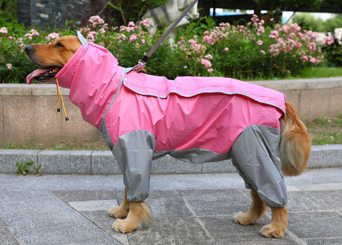 Raincoat Big Dog Golden Retriever Dog Satsuma Border Collie Medium And Large Dogs Full Package Four Feet Pet Waterproof Big Dog Clothes